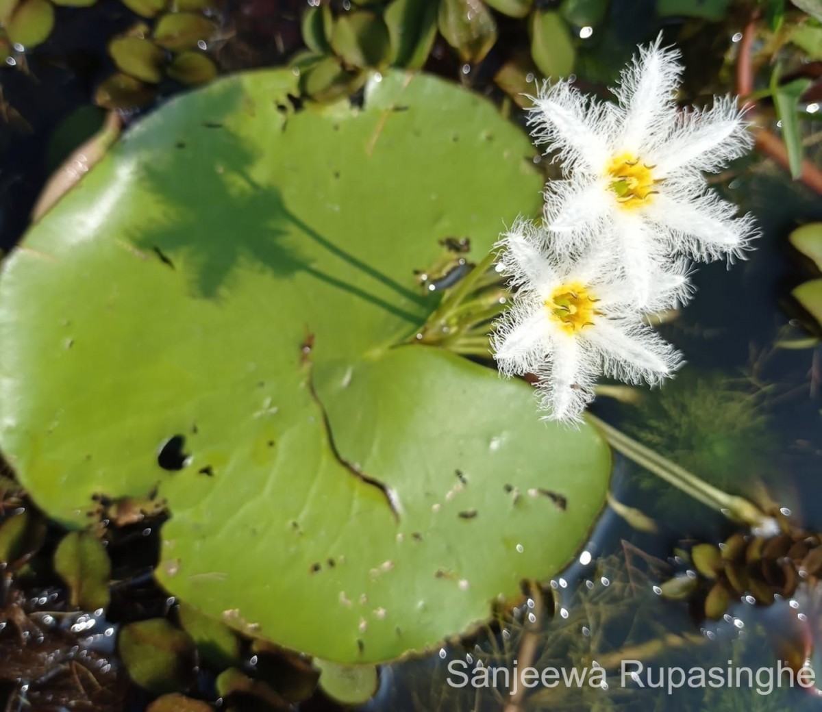 Nymphoides indica (L.) Kuntze